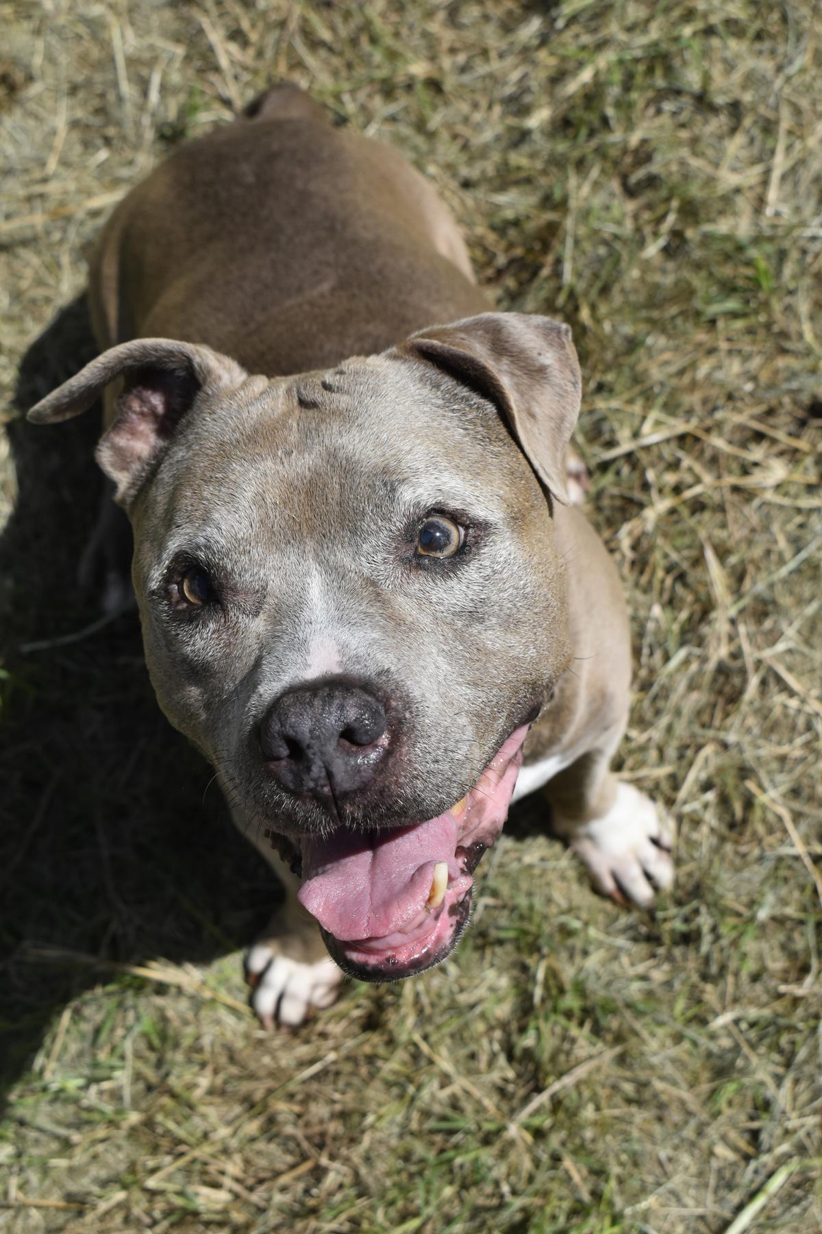 Enlarge Betty and Wilma, a bonded senior pair, an adopted mixed breed in Georgetown, TX image 2/6