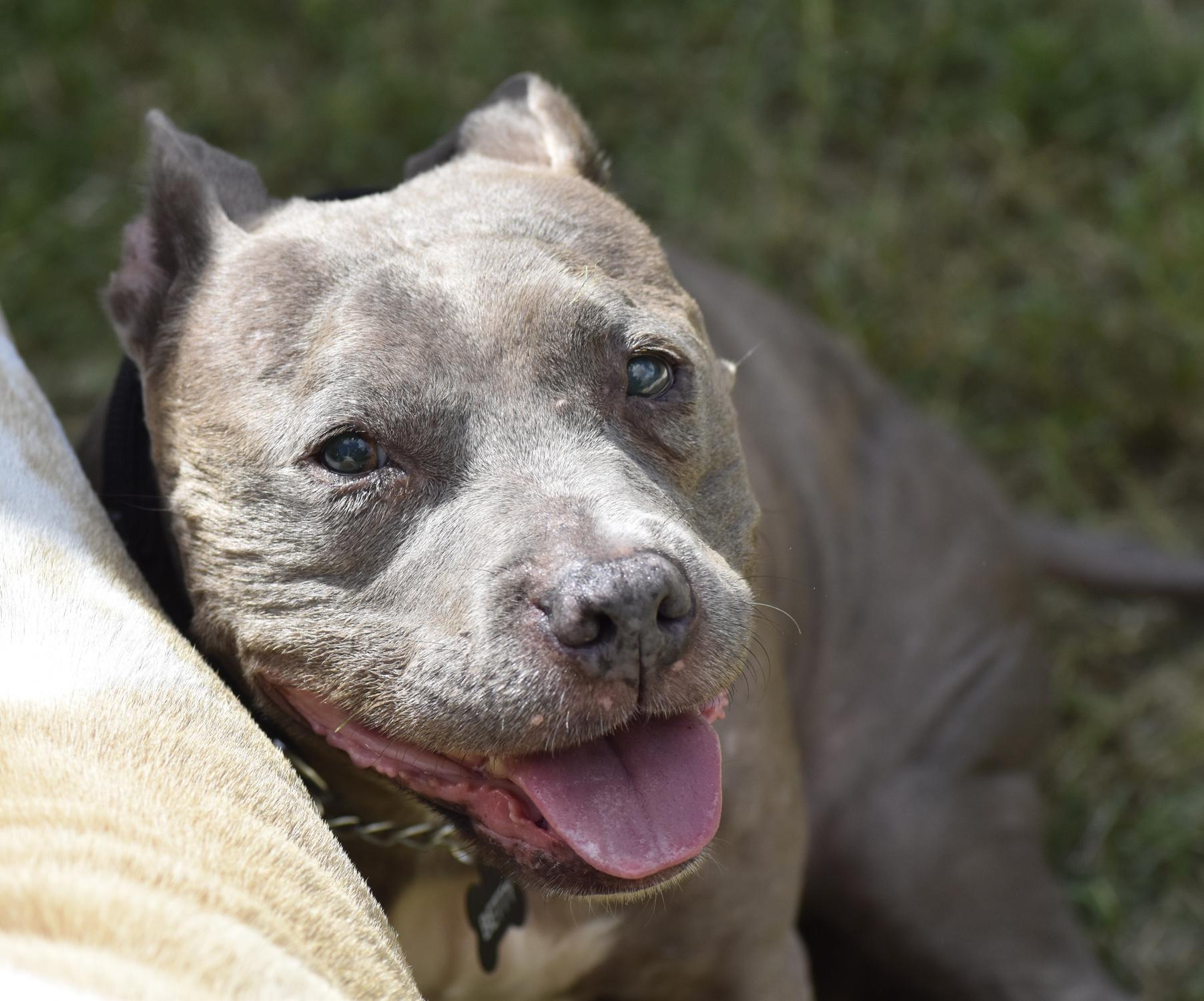 Enlarge Betty and Wilma, a bonded senior pair, an adopted mixed breed in Georgetown, TX image 5/6