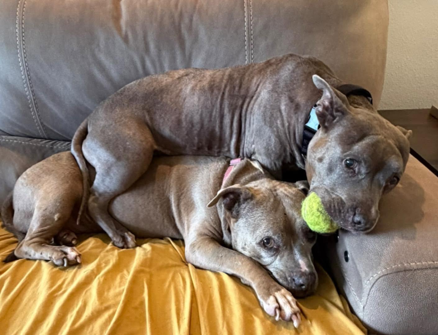Betty and Wilma, a bonded senior pair, adopted, Senior Female American Staffordshire Terrier & Pit Bull Terrier.