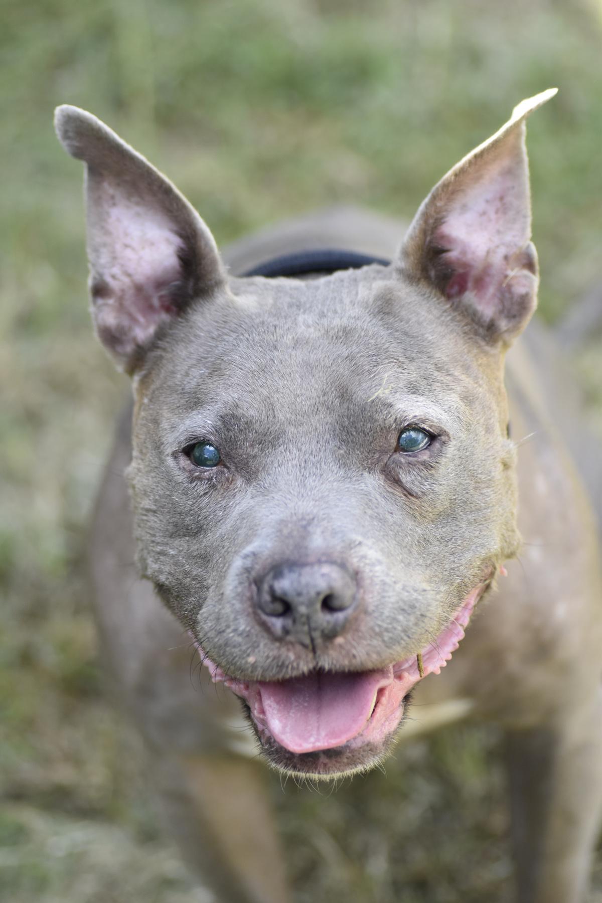 Enlarge Betty and Wilma, a bonded senior pair, an adopted mixed breed in Georgetown, TX image 4/6