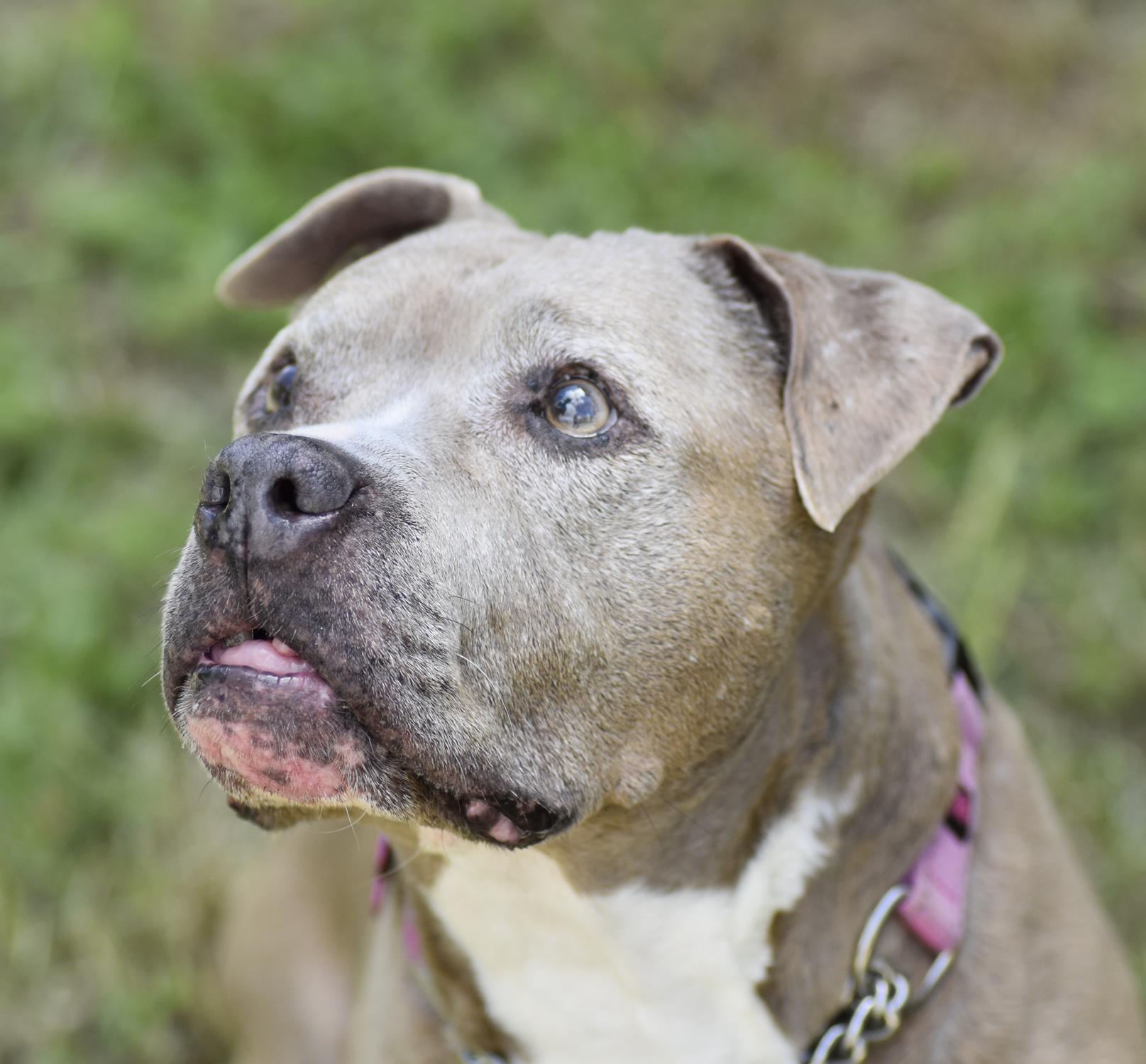 Enlarge Betty and Wilma, a bonded senior pair, an adopted mixed breed in Georgetown, TX image 3/6