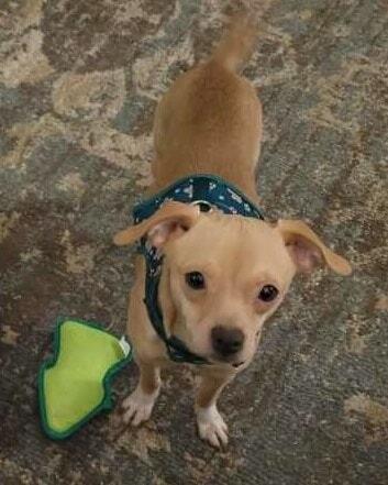 Holly, Adopted, Adult Female Chihuahua.