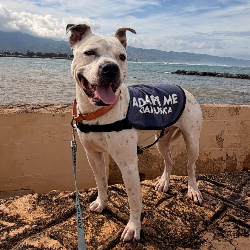 Beebo, a Adoptable mixed breed in Wahiawa, HI image 2/3