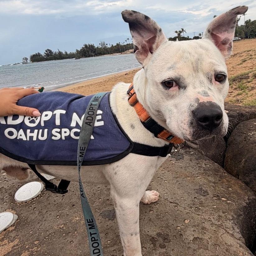 Beebo, a Adoptable mixed breed in Wahiawa, HI image 3/3