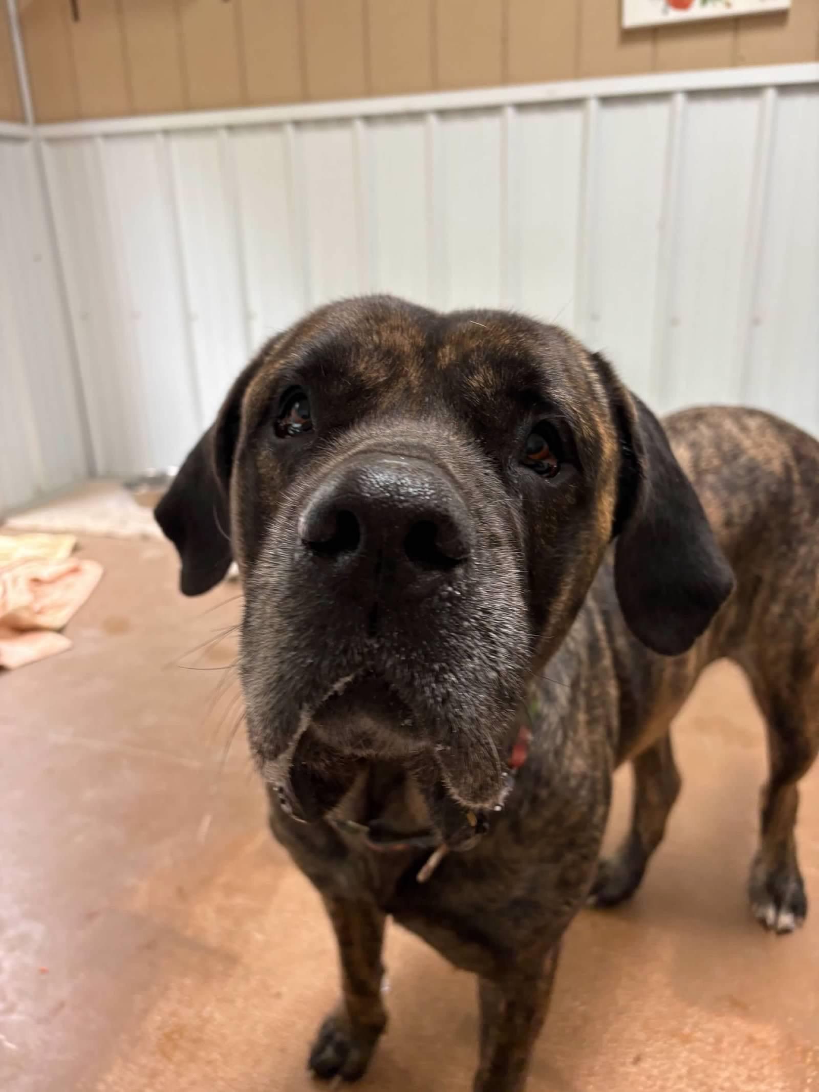 Enlarge Ethel, a ADOPTABLE Mastiff in South Charleston, OH image 1/2
