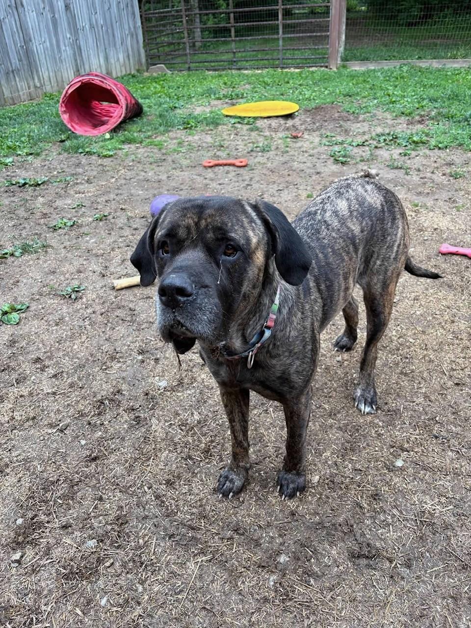 Enlarge Ethel, a ADOPTABLE Mastiff in South Charleston, OH image 2/2