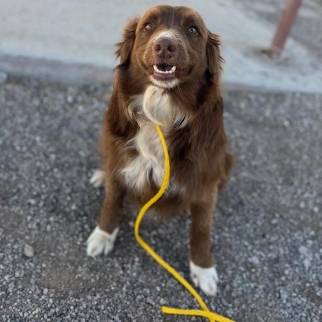 Lucy, a Adoptable mixed breed in Bullhead City, AZ image 3/3