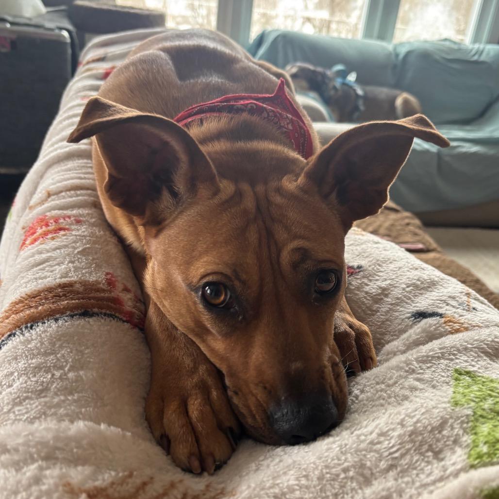 Lola, Adoptable, Adult Female Mixed Breed.