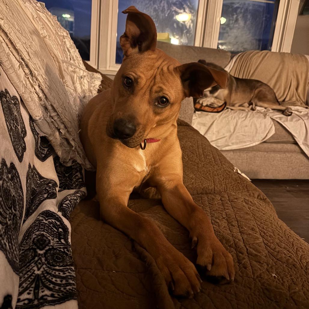 Enlarge Lola, a Adoptable Mixed Breed in Fairmont, WV image 2/4