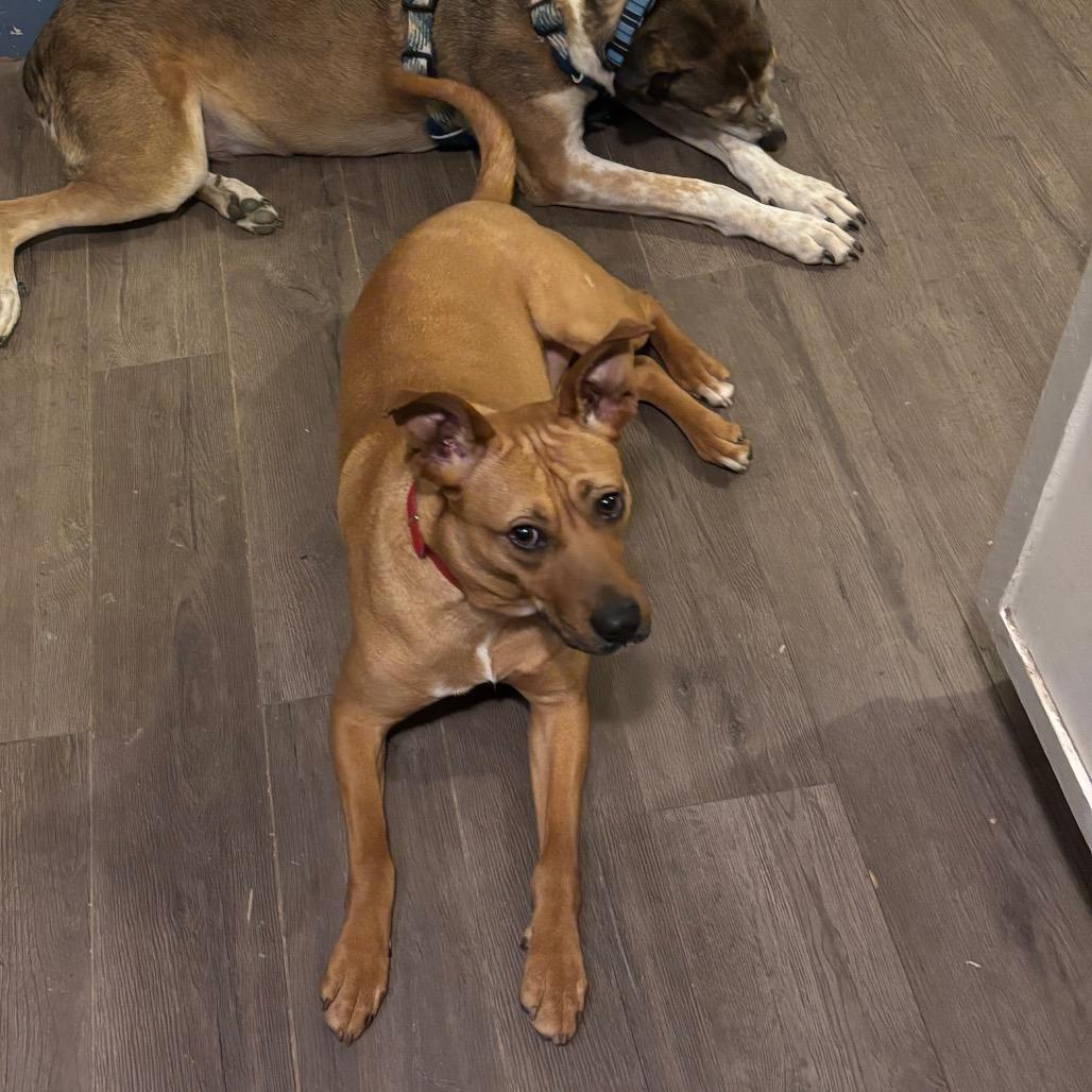 Enlarge Lola, a Adoptable Mixed Breed in Fairmont, WV image 4/4