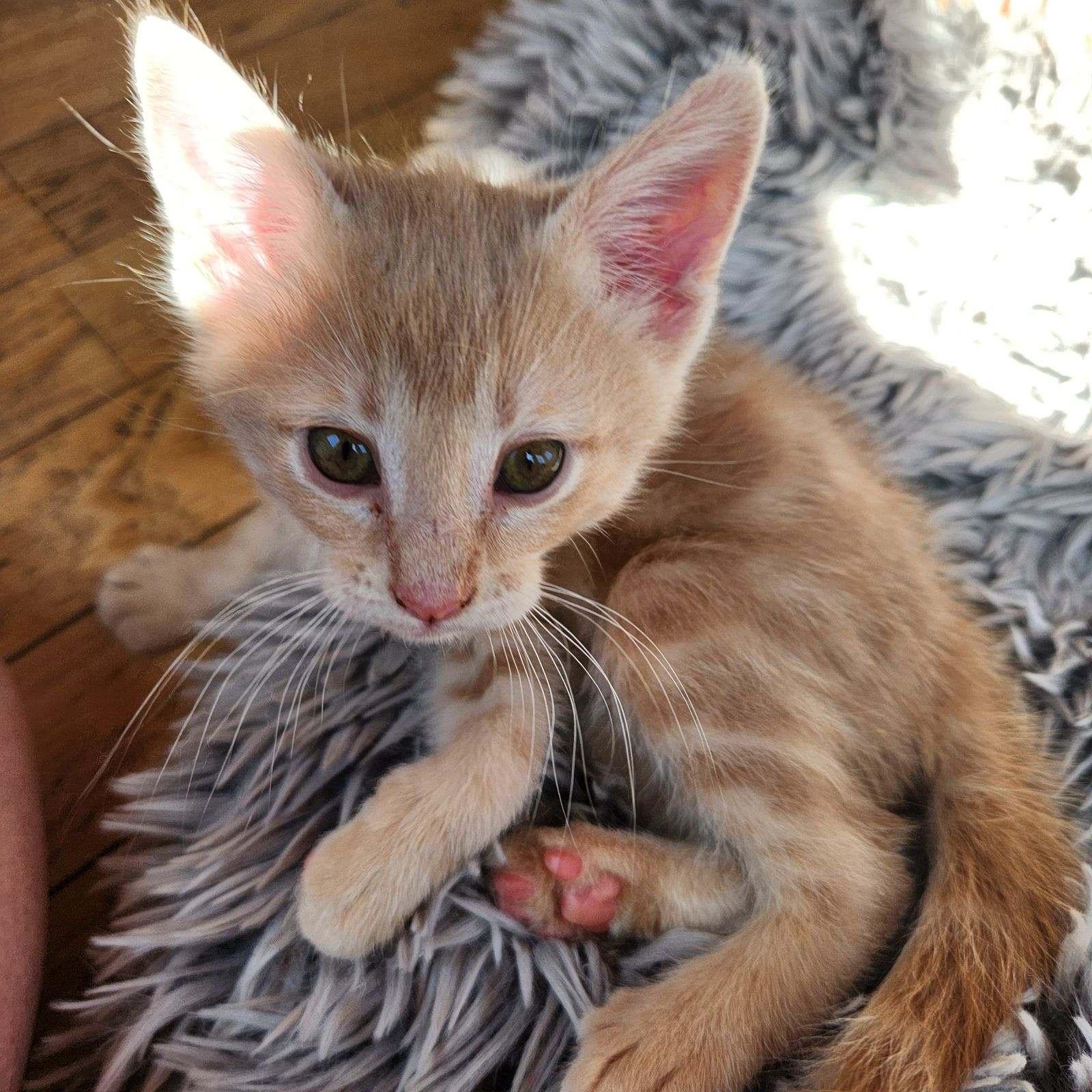 Eiger, Adopted, Young Male Domestic Short Hair.