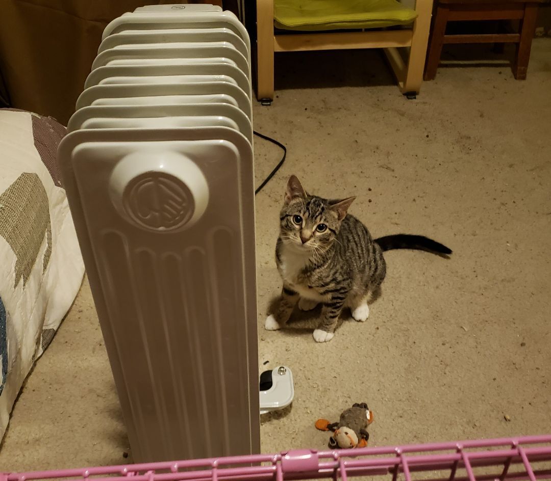 Yuri, Adoptable, Adult Male Tabby.