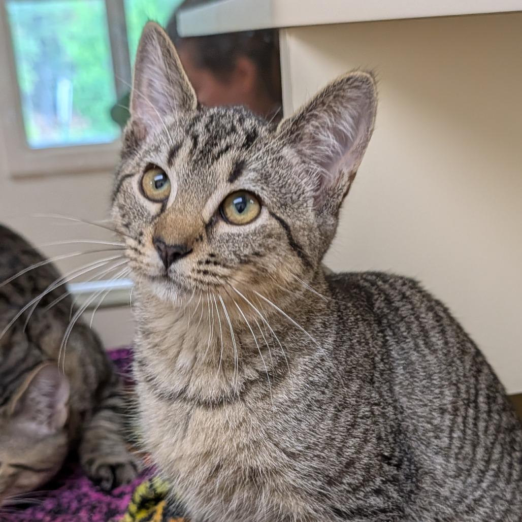 Enlarge Kirk, a Adoptable Domestic Short Hair in Thomaston, ME image 1/4
