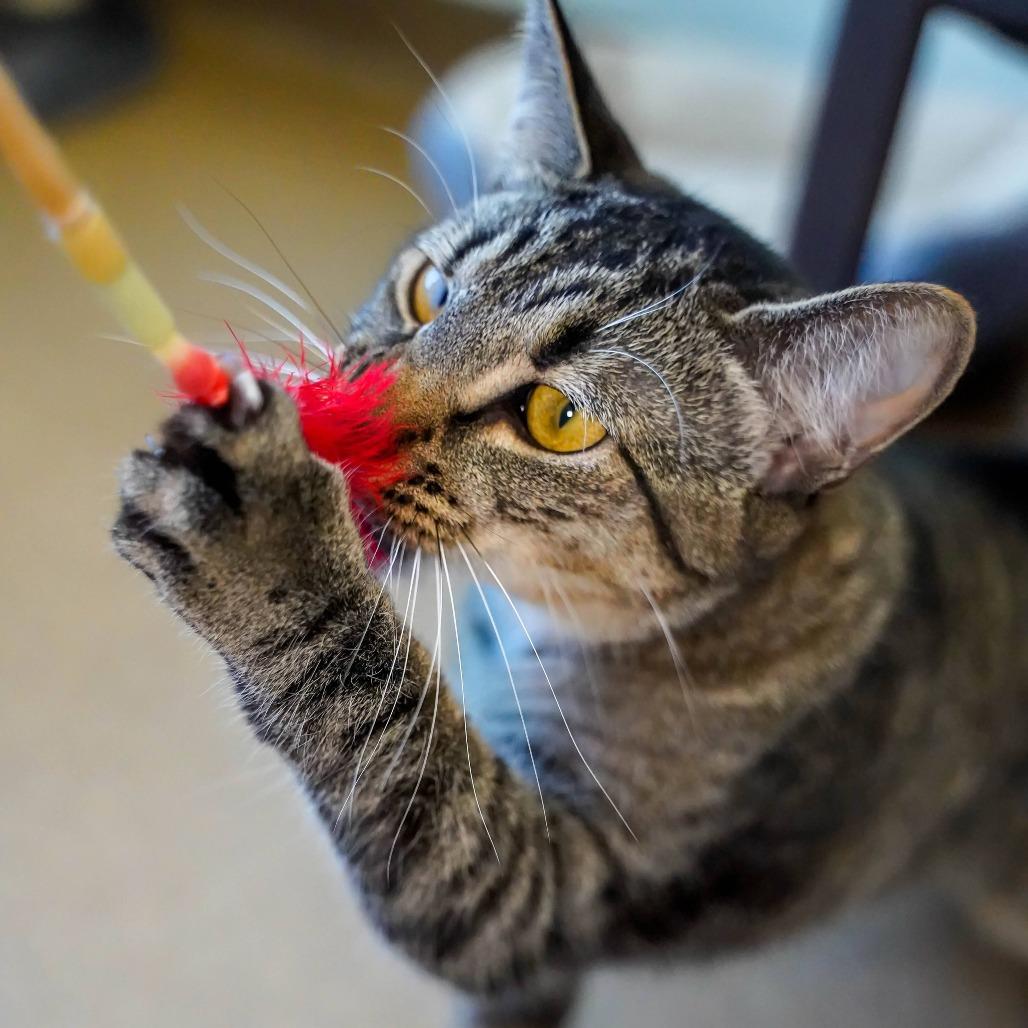 Kirk, Adoptable, Young Male Domestic Short Hair.