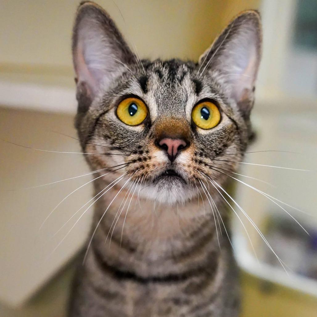 Enlarge Kirk, a Adoptable Domestic Short Hair in Thomaston, ME image 2/4