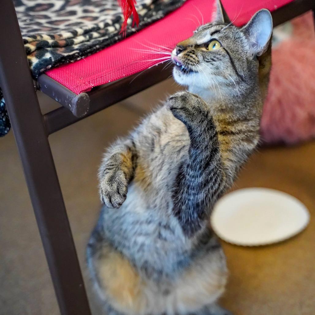 Enlarge Kirk, a Adoptable Domestic Short Hair in Thomaston, ME image 3/6