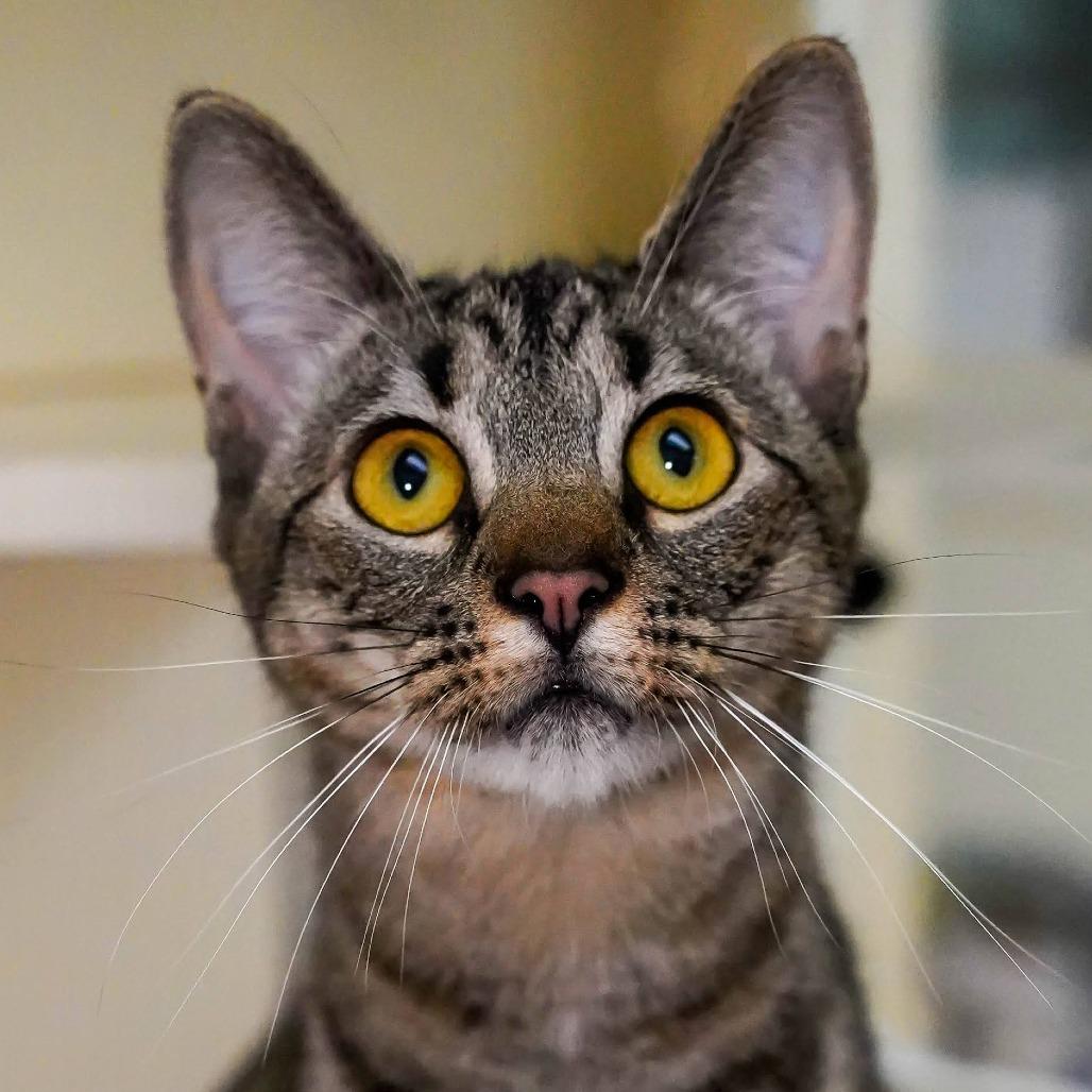 Enlarge Kirk, a Adoptable Domestic Short Hair in Thomaston, ME image 3/4