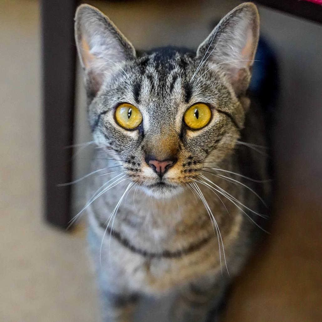 Enlarge Kirk, a Adoptable Domestic Short Hair in Thomaston, ME image 5/6