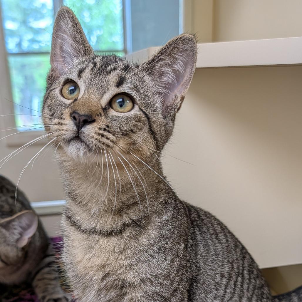 Enlarge Kirk, a Adoptable Domestic Short Hair in Thomaston, ME image 4/4