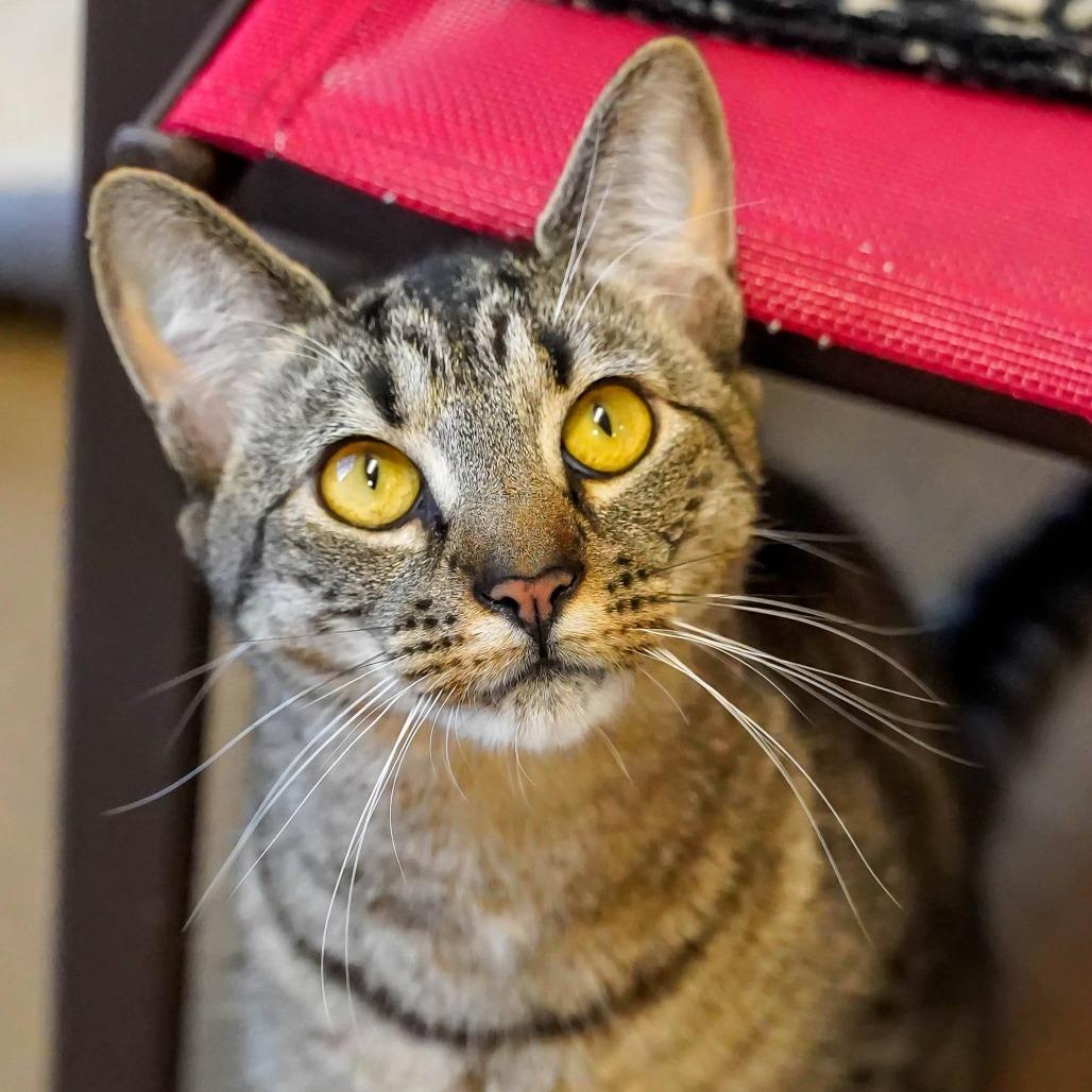 Enlarge Kirk, a Adoptable Domestic Short Hair in Thomaston, ME image 6/6