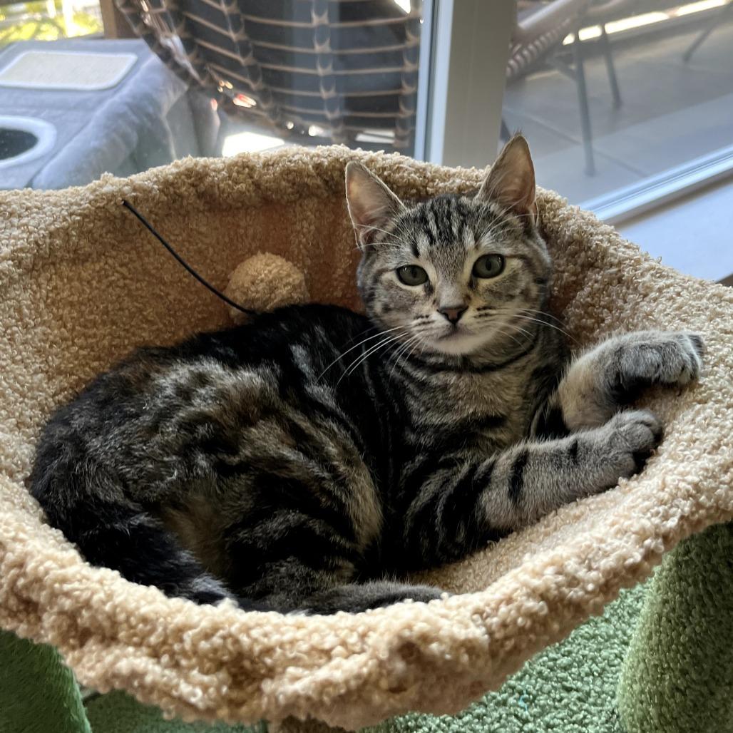 Pebble — thumbnail 2