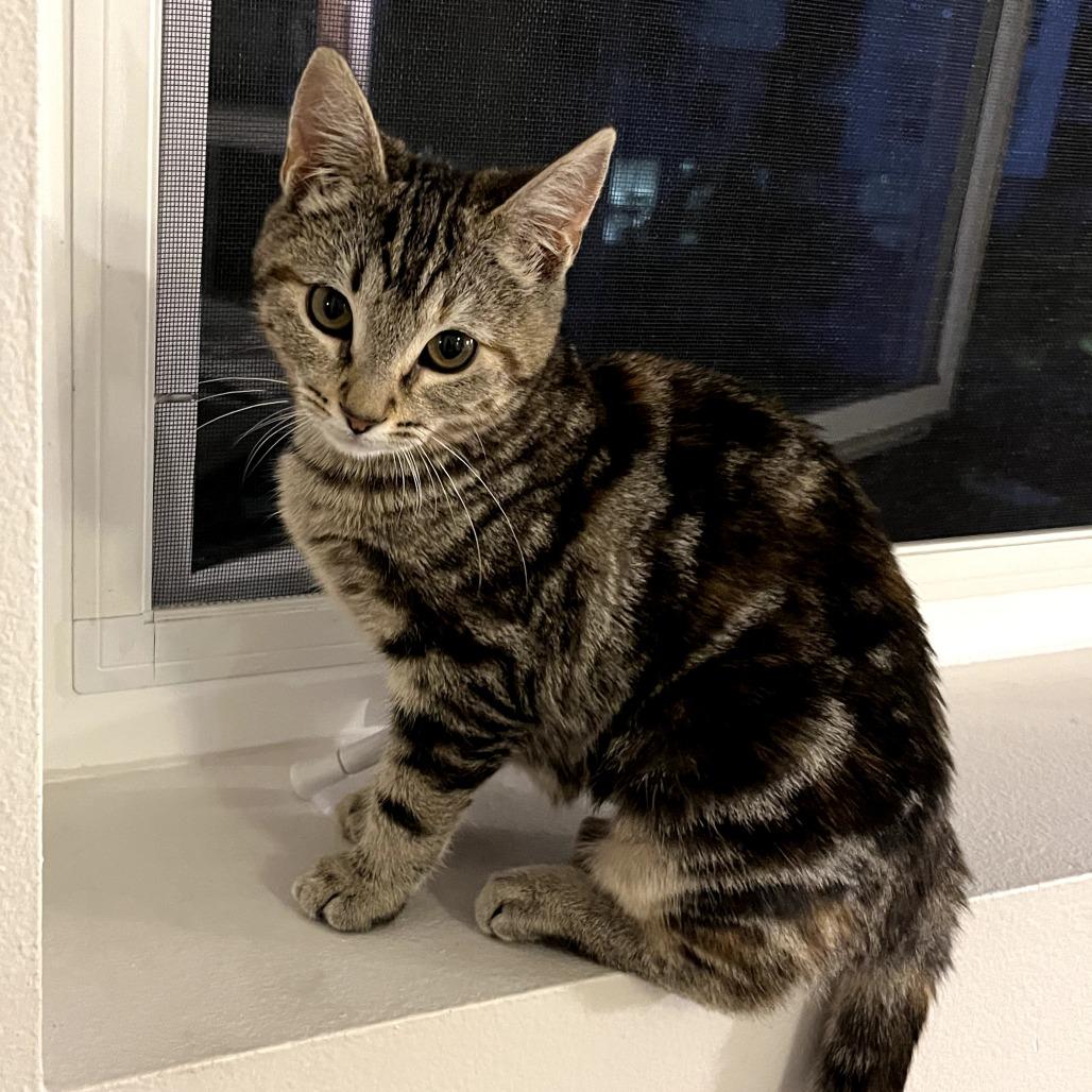 Pebble — thumbnail 3