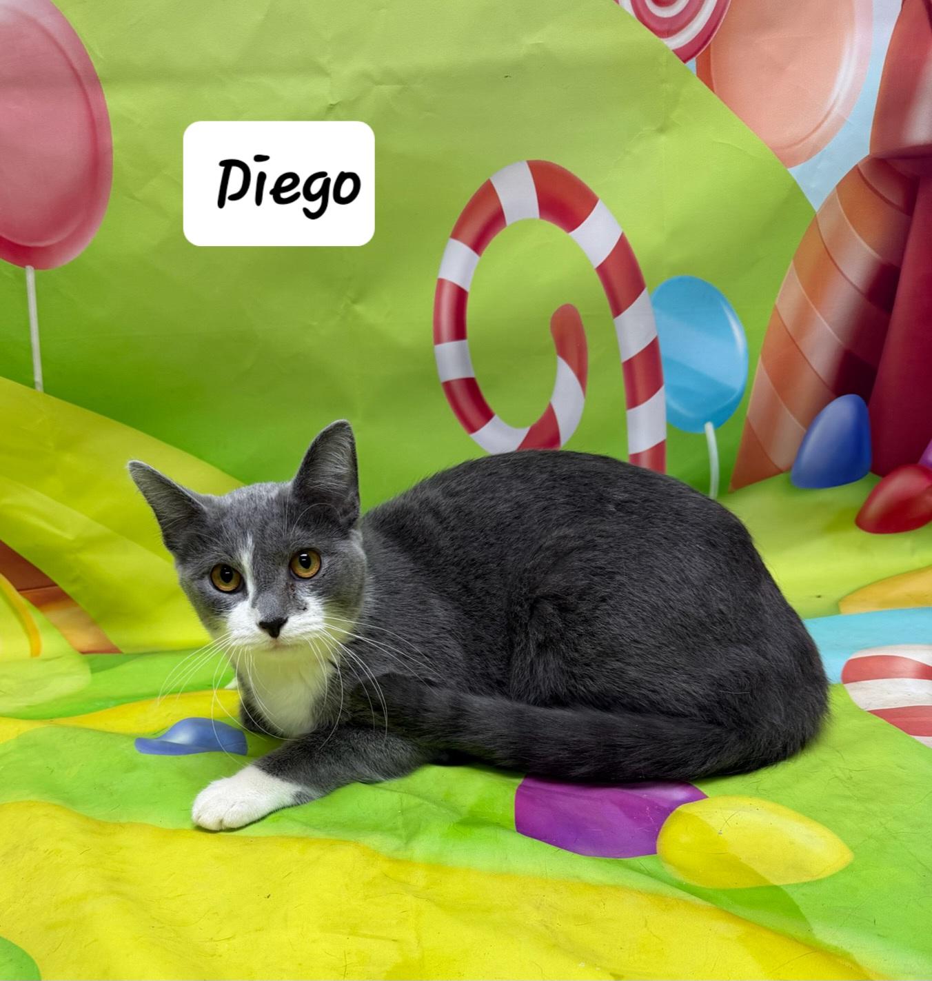 Diego, adopted, Young Male Domestic Short Hair.