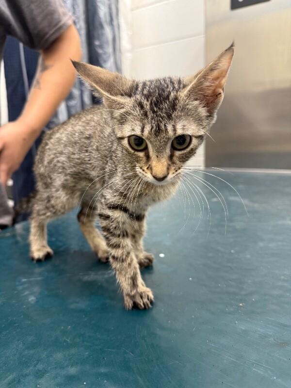 Biscuit, Adoptable, Young Male Domestic Short Hair.