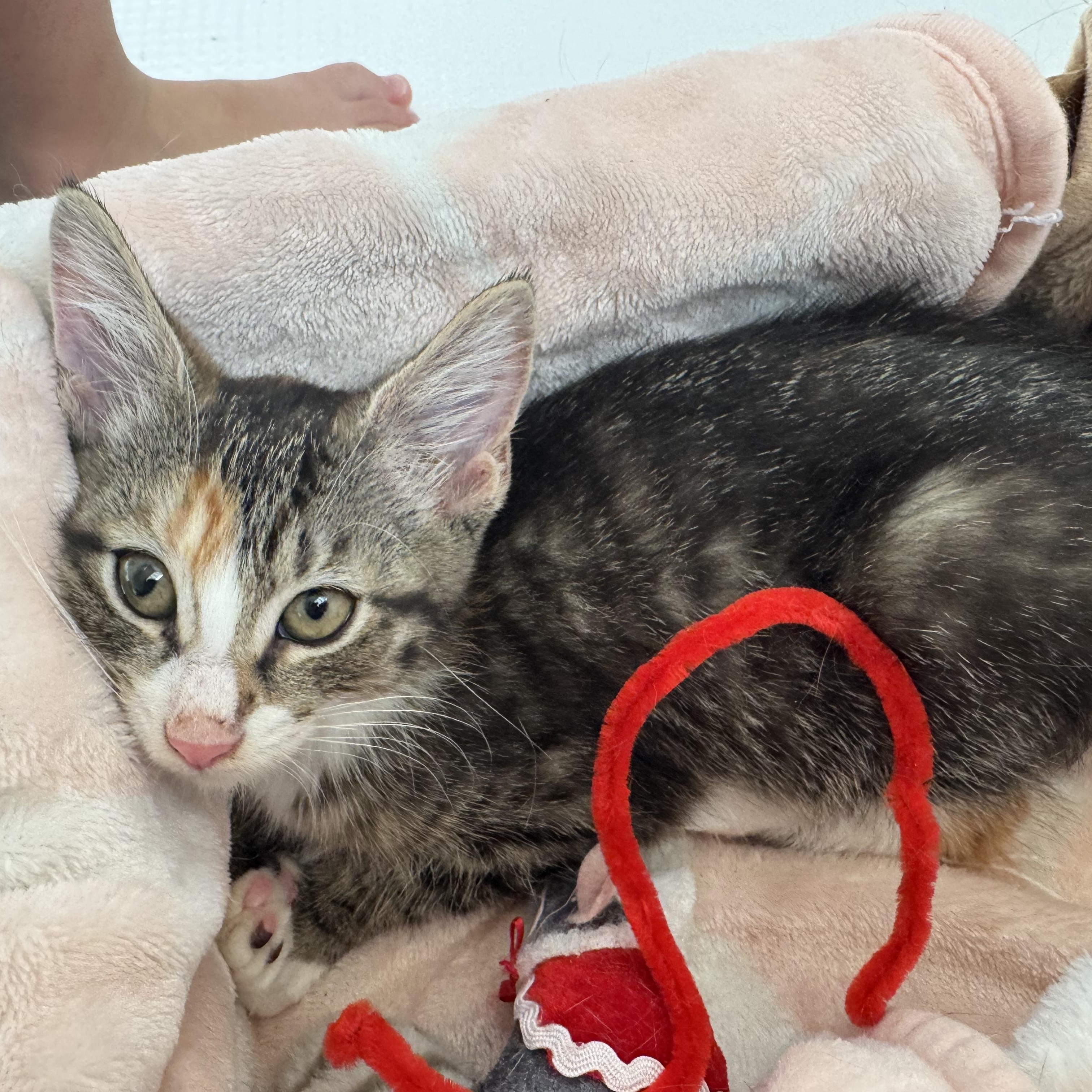 Toad, a Adoptable Torbie in Woodbridge, VA image 5/5
