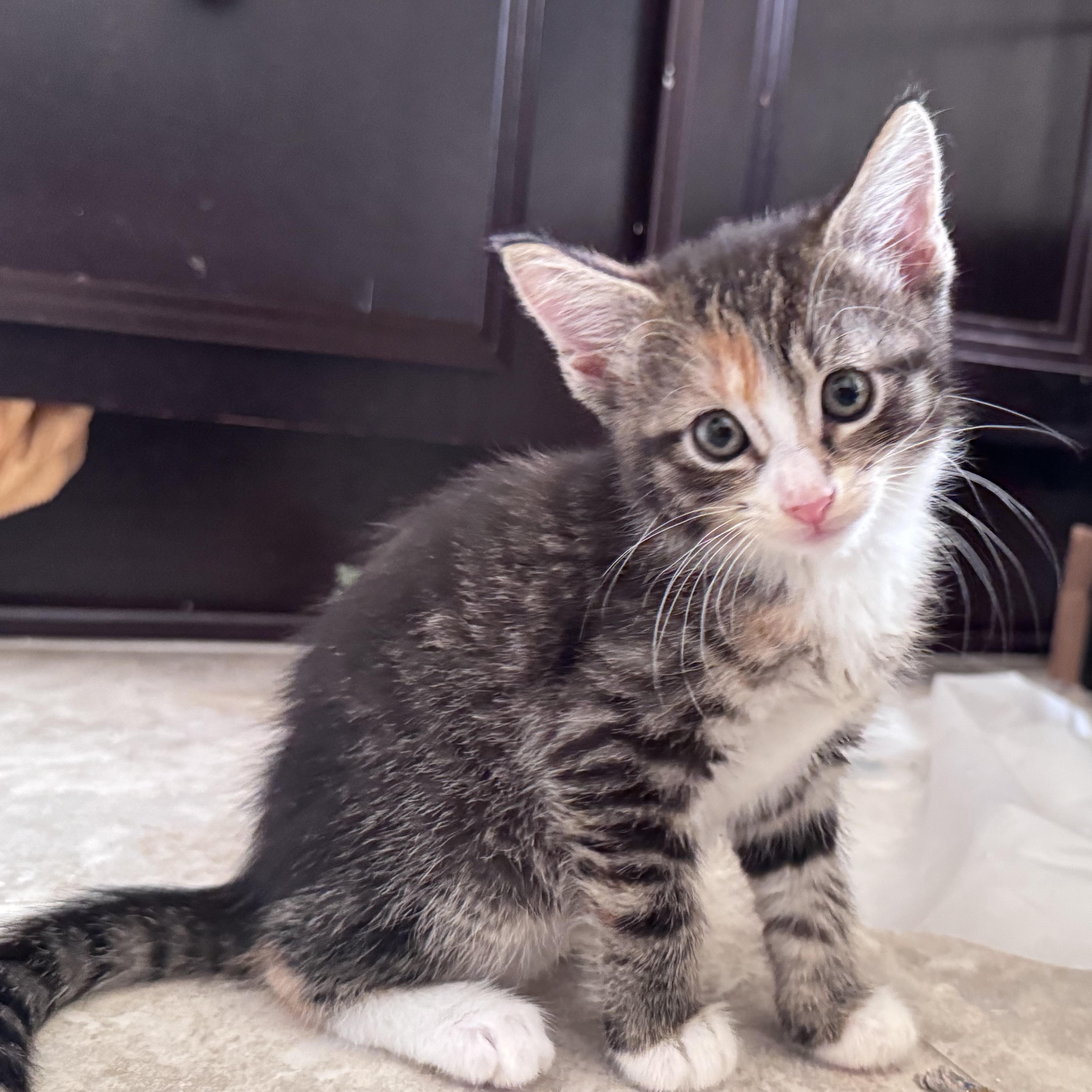 Toad, Adoptable, Kitten Female Torbie.