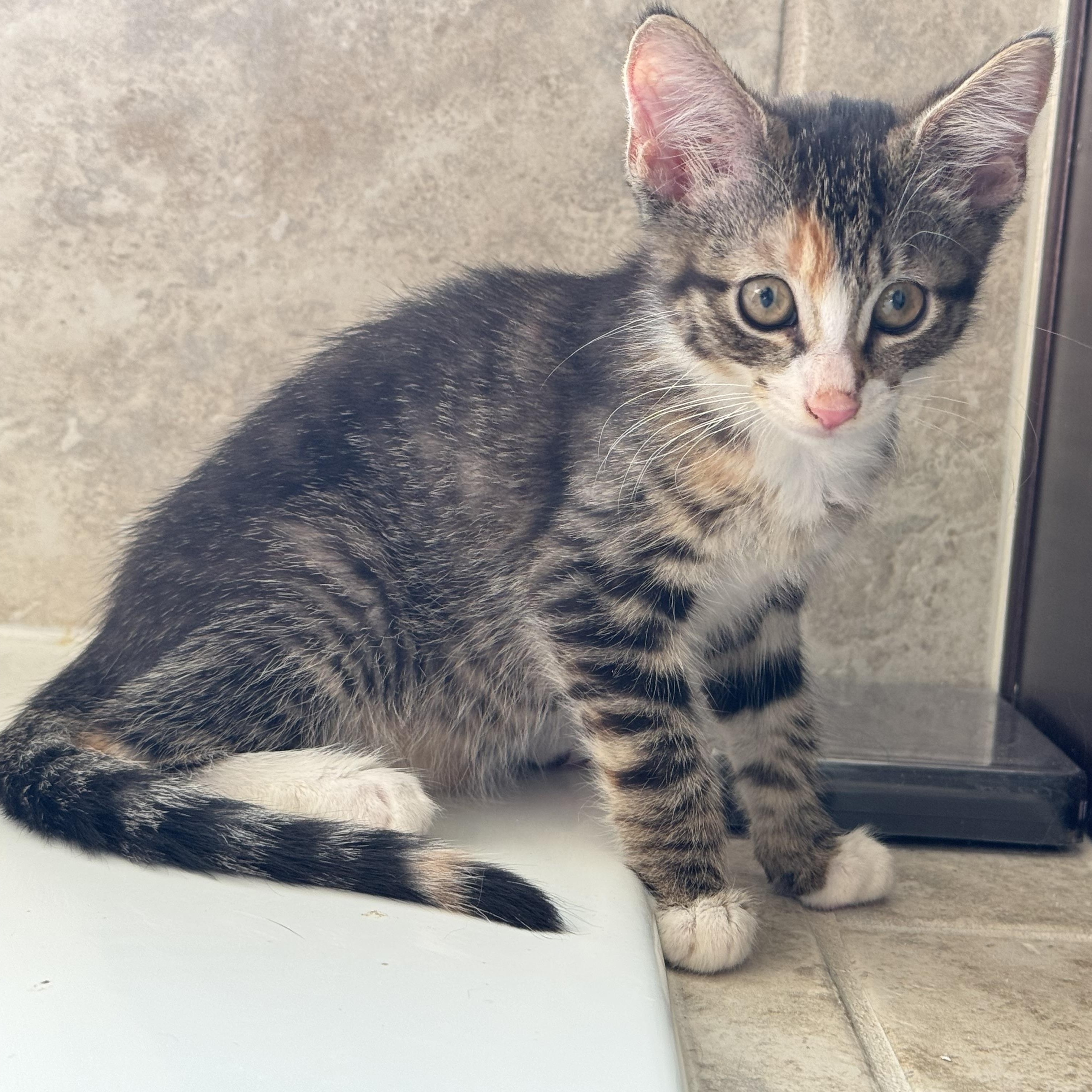 Toad, a Adoptable Torbie in Woodbridge, VA image 3/5
