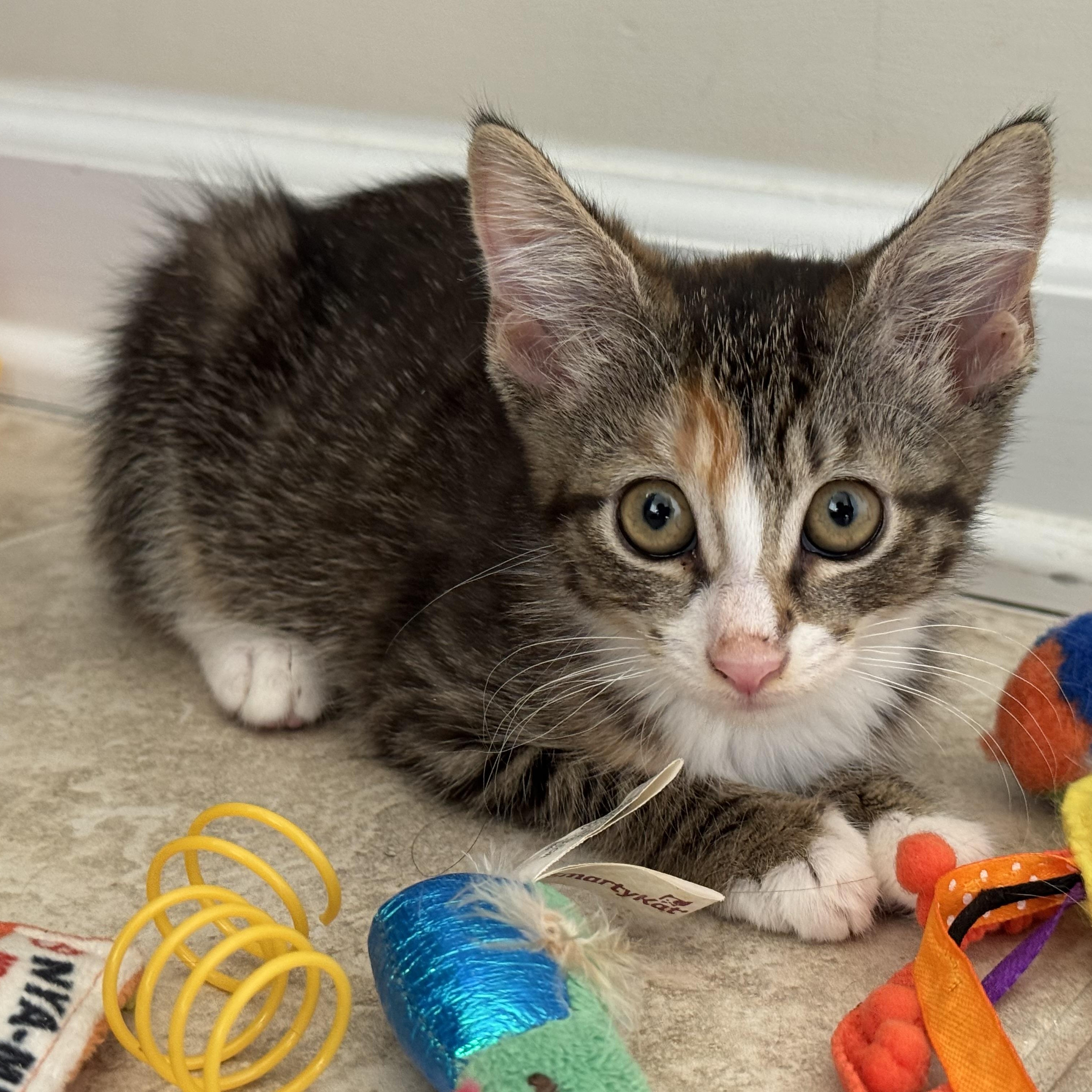 Toad, a Adoptable Torbie in Woodbridge, VA image 4/5