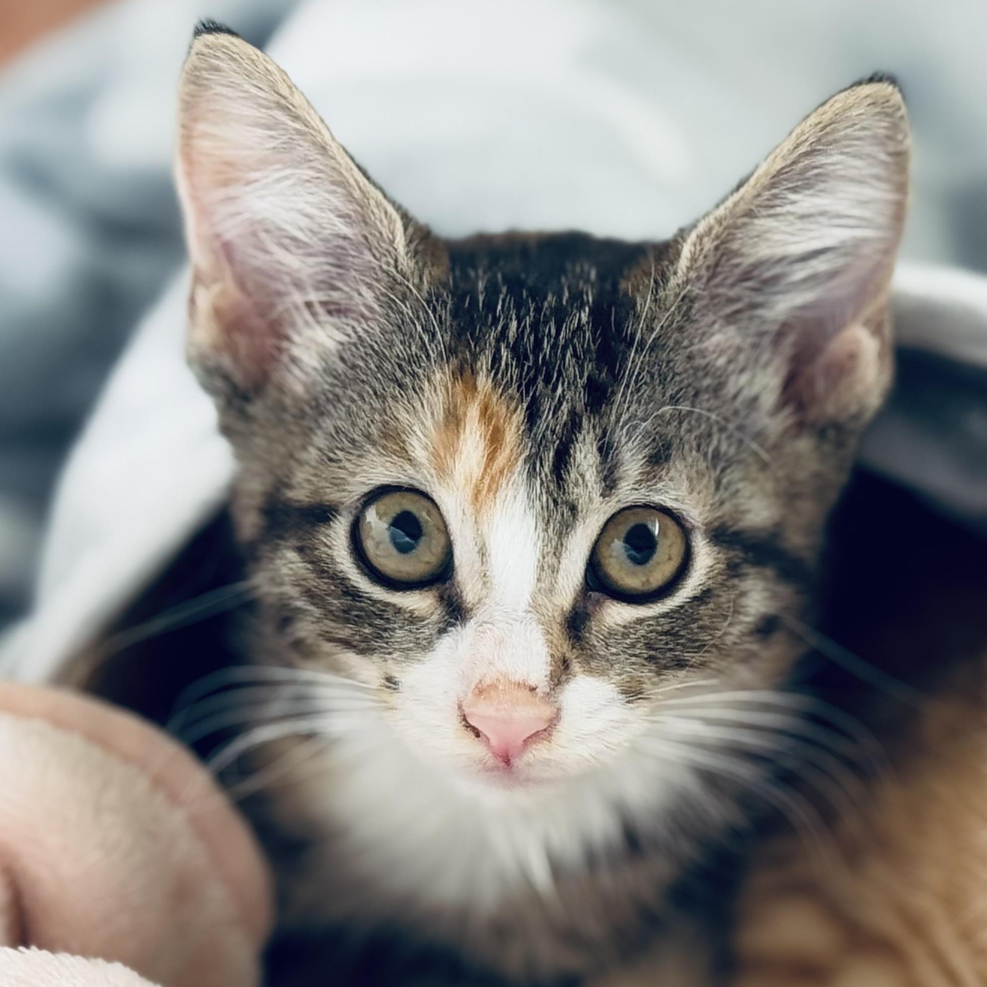 Toad, a Adoptable Torbie in Woodbridge, VA image 2/5