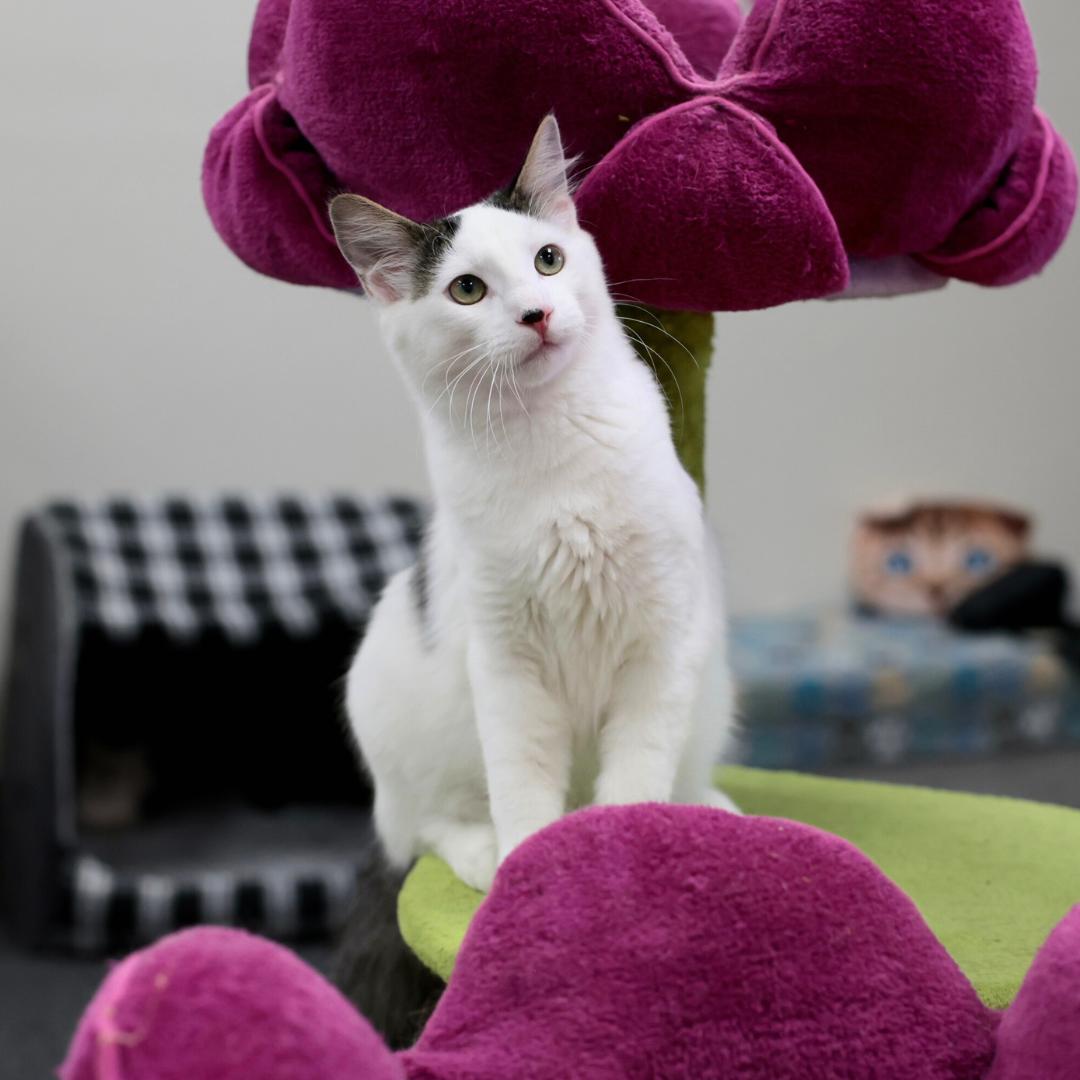 Enlarge Sushi, a Adoptable Domestic Medium Hair in Morgan Hill, CA image 3/6