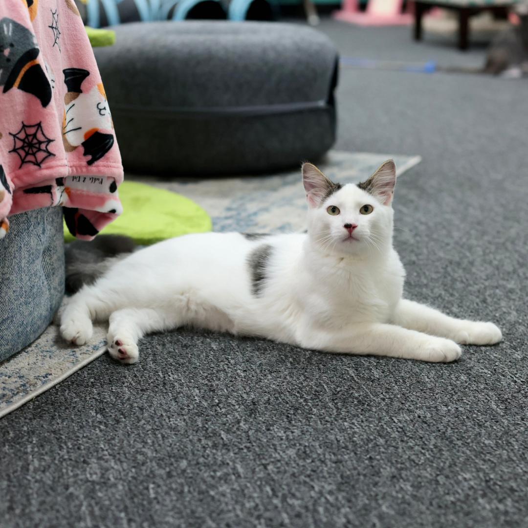 Enlarge Sushi, a Adoptable Domestic Medium Hair in Morgan Hill, CA image 4/6