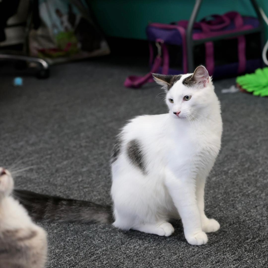 Enlarge Sushi, a Adoptable Domestic Medium Hair in Morgan Hill, CA image 5/6