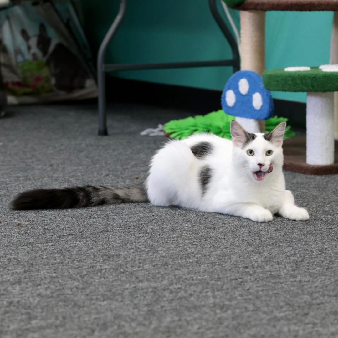 Enlarge Sushi, a Adoptable Domestic Medium Hair in Morgan Hill, CA image 6/6