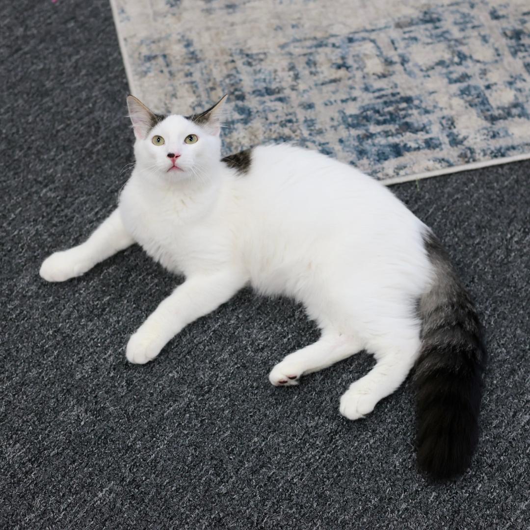 Enlarge Sushi, a Adoptable Domestic Medium Hair in Morgan Hill, CA image 1/6