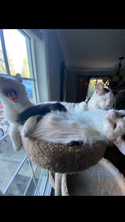 Enlarge Sushi, a Adoptable Domestic Medium Hair in Morgan Hill, CA video 2/6