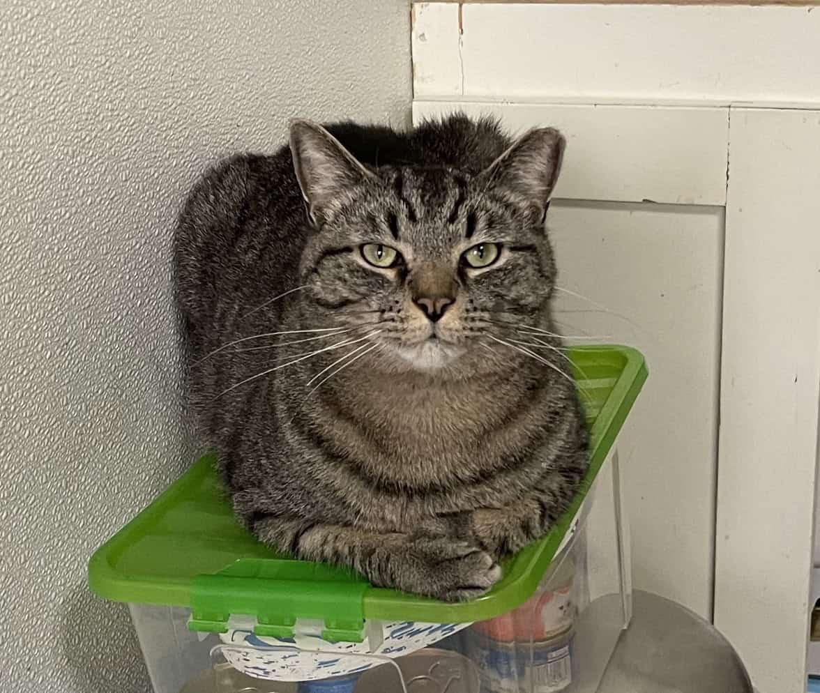 Ollie, Adoptable, Young Male American Shorthair.