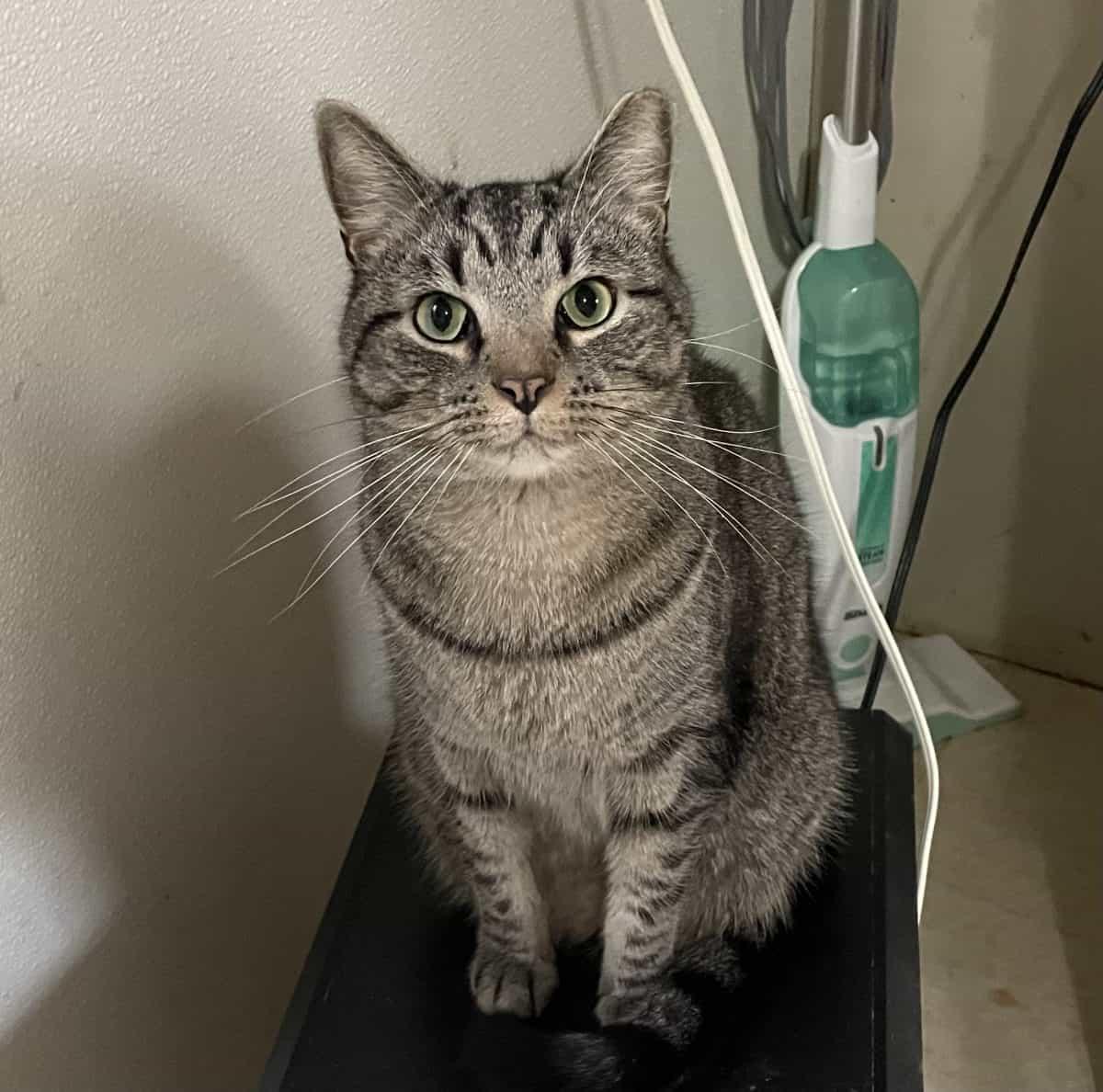 Enlarge Ollie, a Adoptable American Shorthair in Greenville, SC image 2/3