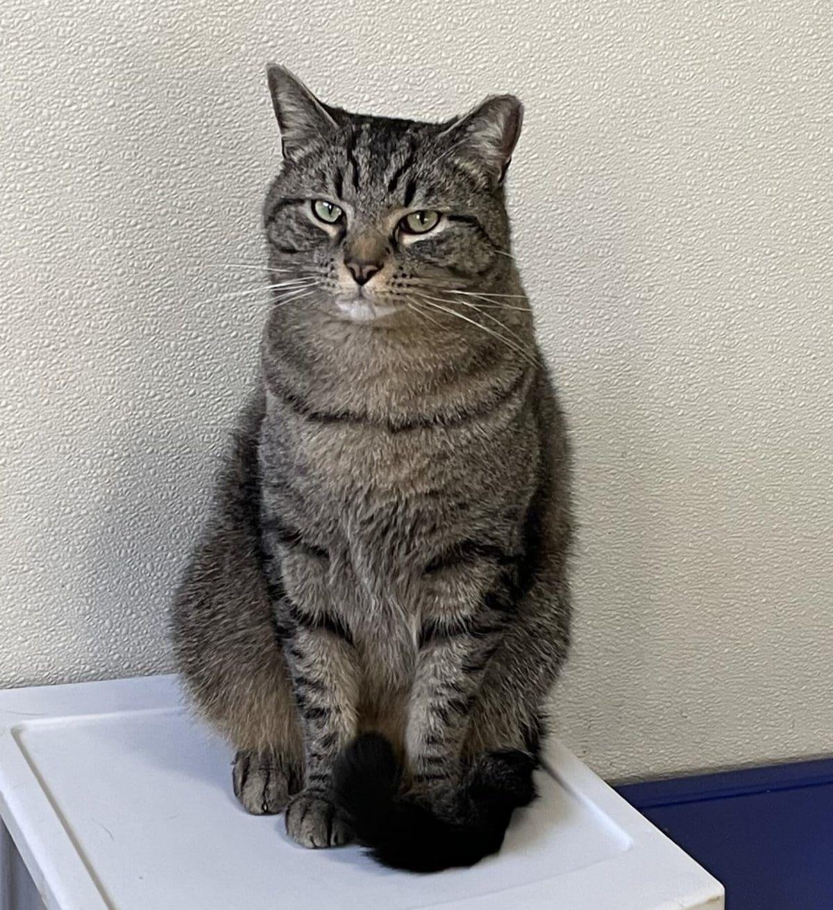 Enlarge Ollie, a Adoptable American Shorthair in Greenville, SC image 3/3