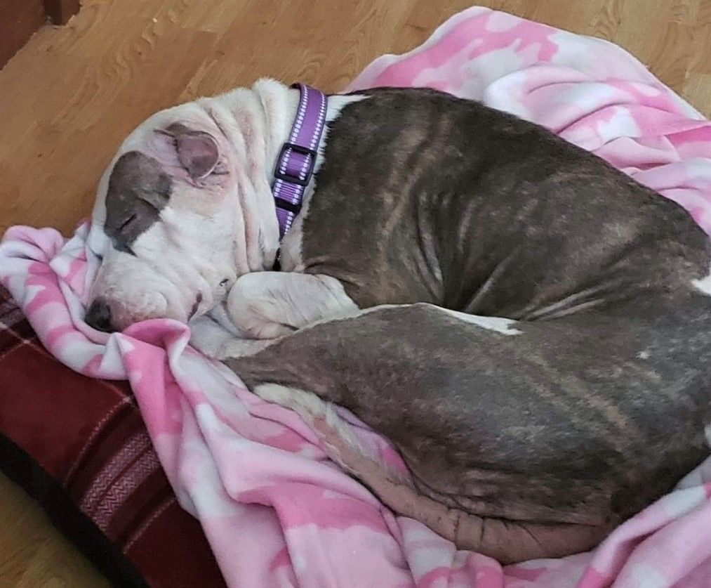 Enlarge DIXIE, a Adoptable mixed breed in Westmont, IL image 4/6