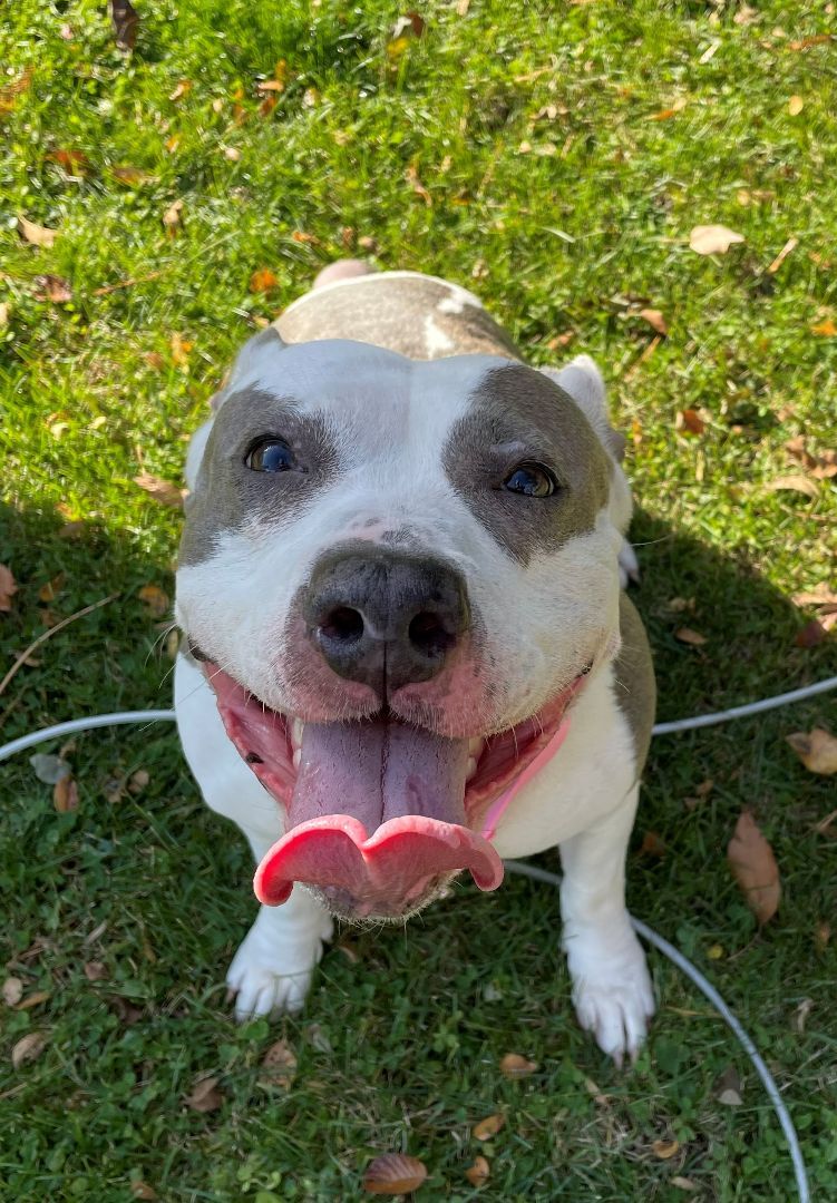 Enlarge DIXIE, a Adoptable mixed breed in Westmont, IL image 1/6