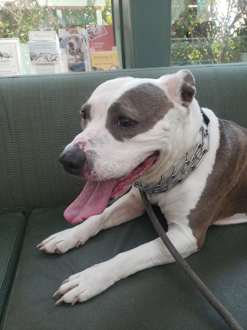 Enlarge DIXIE, a Adoptable mixed breed in Westmont, IL image 5/6