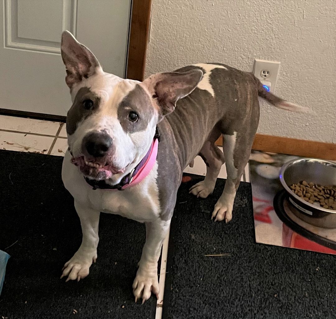 Enlarge DIXIE, a Adoptable mixed breed in Westmont, IL image 3/6