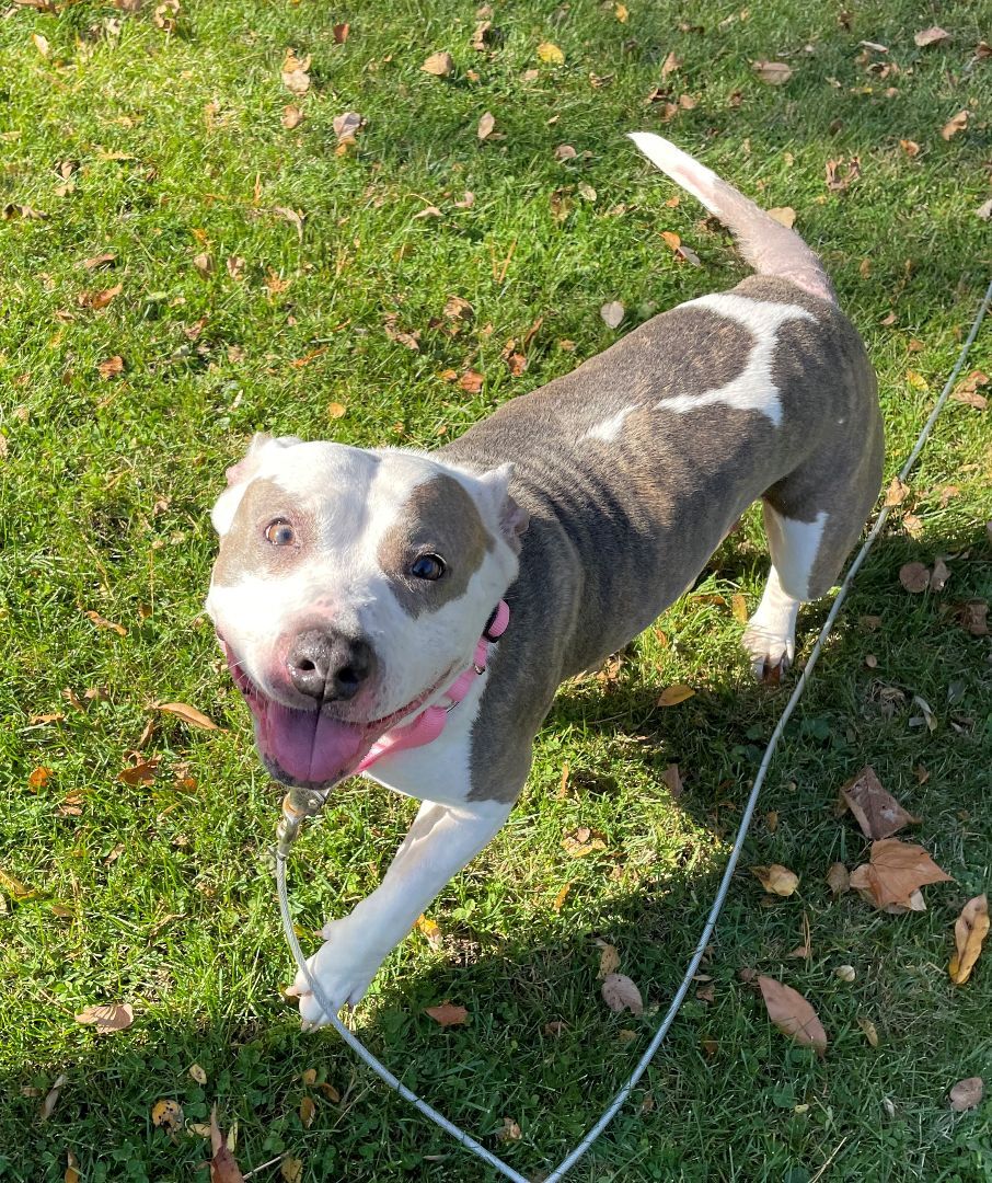 Enlarge DIXIE, a Adoptable mixed breed in Westmont, IL image 2/6