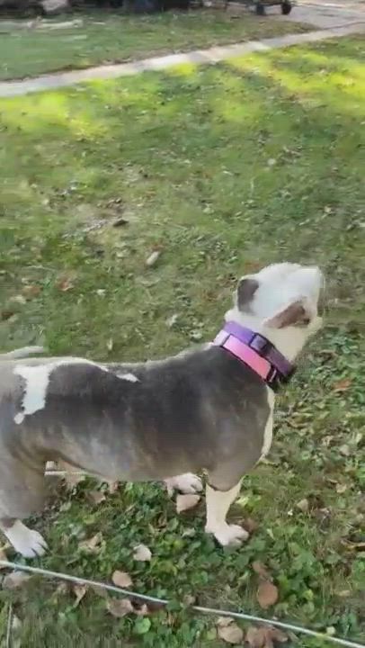 Enlarge DIXIE, a Adoptable mixed breed in Westmont, IL video 6/6