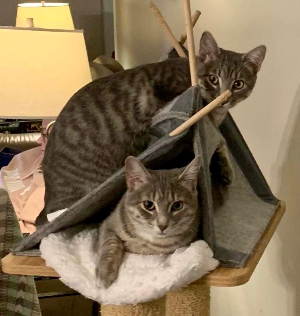 MISH & MASH DUAL ADOPTION