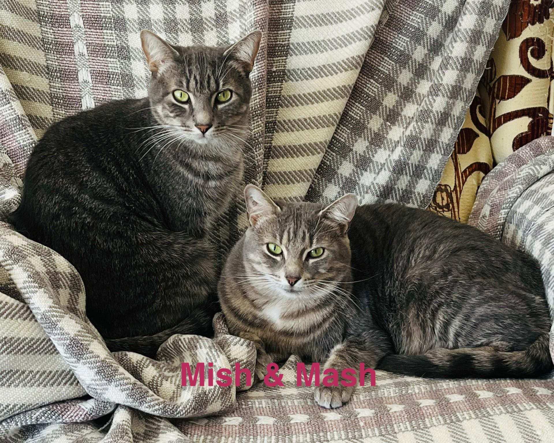 MISH & MASH DUAL ADOPTION